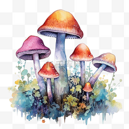水彩蘑菇五彩