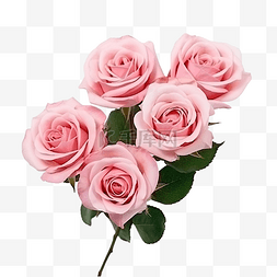 粉红玫瑰花图片_粉红玫瑰花为爱情婚礼和情人节而