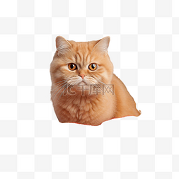 小礼物盒图片_戴着红色针织围巾的姜黄色英国猫