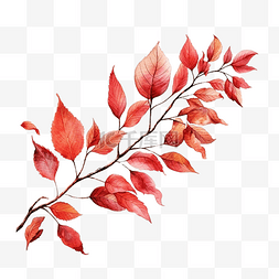 红叶手绘图片_水彩秋红叶枝装饰