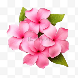 粉红色的花 allamanda cathartica 孤立 d