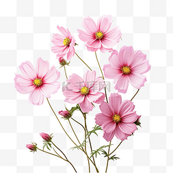 水彩背景粉色图片_粉红色的花朵简单