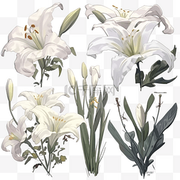一组元素花和花蕾白百合水彩花卉