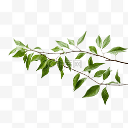 抽象的树枝图片_没有背景的树枝上的绿叶