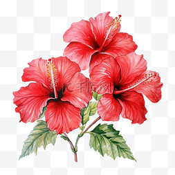 巴西花图片_水彩的红芙蓉花盛开的前视图