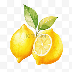 孤立的水彩柠檬插图