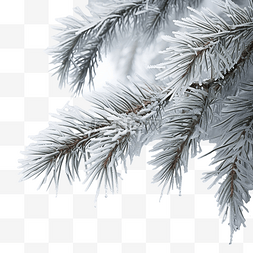 冰覆盖图片_圣诞树枝与复制空间紧密相连