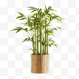自然竹子图片_竹植物树干