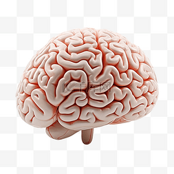 人脑信息图片_人脑