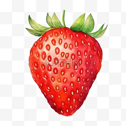 一半的草莓图片_草莓水彩插图