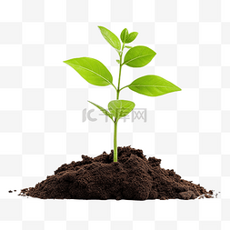 植物发芽png图片_树苗从土壤中发芽