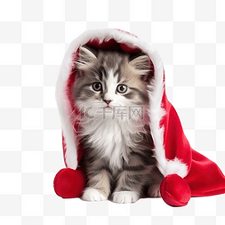 踏雪寻梅白猫图片_圣诞节气氛中美丽小猫的肖像