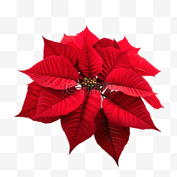 一品红花盆图片_美丽的红色圣诞一品红或大戟