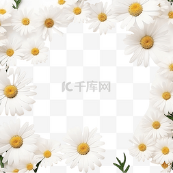 甘菊花茶图片_美丽的最小白色洋甘菊花方形框架