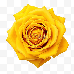 顶视图上的黄花玫瑰