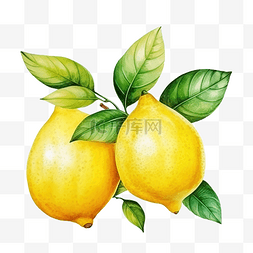 水彩柠檬水果
