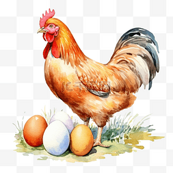 水彩母鸡与鸡蛋