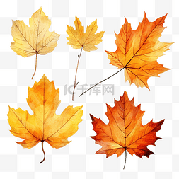 秋天樹葉图片_秋天的树叶水彩
