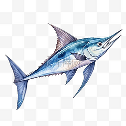 水彩旗鱼海洋动物