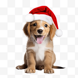 庆祝圣诞节的狗狗图片_快乐小狗戴着圣诞老人帽子庆祝圣