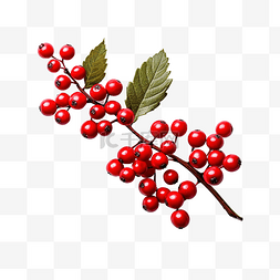 白色圣诞树枝图片_白色表面上装饰有红色浆果的圣诞
