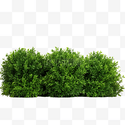 绿色春天植物图片_绿色灌木丛
