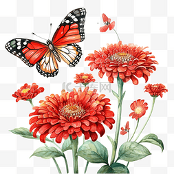 红色百日草花和蝴蝶水彩插图