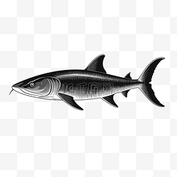 水族馆鲨鱼图片_黑鲨鱼插画