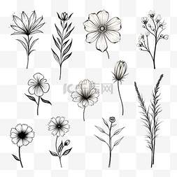 手绘植物集合图片_线条艺术花集黑色和白色细线形花