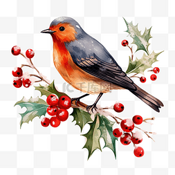 有鸟的树枝图片_冬季圣诞鸟，有树枝和浆果