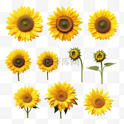 孤立的向日葵集合的 3d 渲染