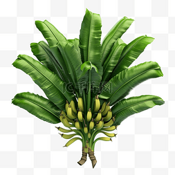 热带花图片_从多个视角顶视图看没有香蕉的香