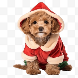狗头帽图片_带有圣诞衣服的卡瓦波狗 狗圣诞