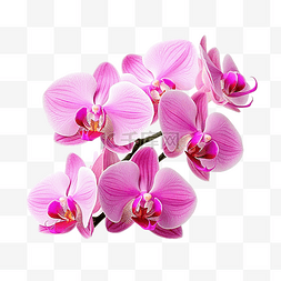 粉色花瓣元素装饰图片_粉色蘭花