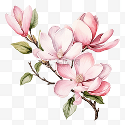 绽放的粉色花瓣图片_水彩粉色盛开的玉兰花和树枝花束
