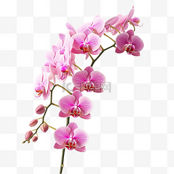 抽象兰花图片_茎粉红色兰花