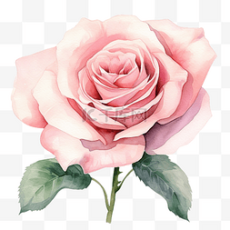 一朵花装饰图片_一朵粉红玫瑰水彩插图