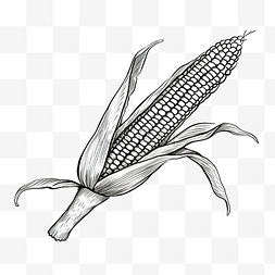 极简食物图片_玉米芯，叶子以轮廓风格绘制