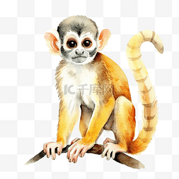 松鼠猴野生动物水彩插图
