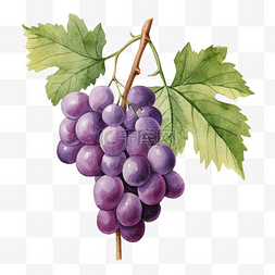 水彩葡萄剪贴画