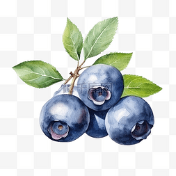 新鲜蓝莓汁图片_水彩蓝莓水果