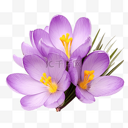 特写森林图片_番红花花春天紫色藏红花