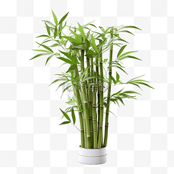 水彩的竹子图片_竹树 薄竹植物