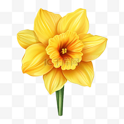 芽特写图片_黄色水仙花特写春天花朵的现实例