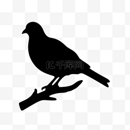 黑色的的羽毛图片_鸟栖息的鸽子剪影