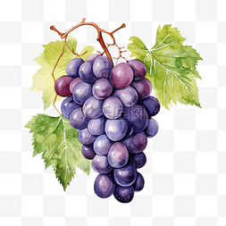 水彩葡萄剪贴画