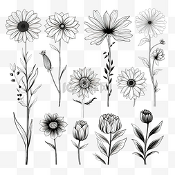 细的黑色线条图片_线条艺术花集黑色和白色细线形花