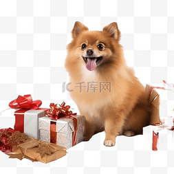 可爱的狗带着礼物在家庆祝圣诞节