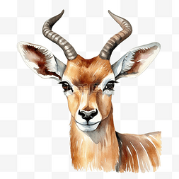 水彩羚羊肖像插图