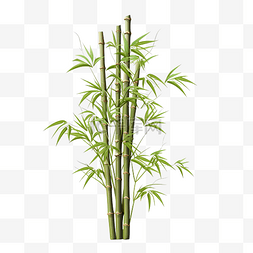 自然竹子图片_竹树图